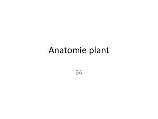 anatomie plant