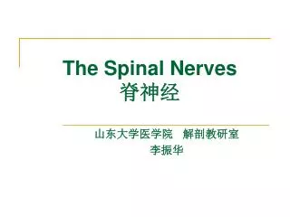 The Spinal Nerves ???