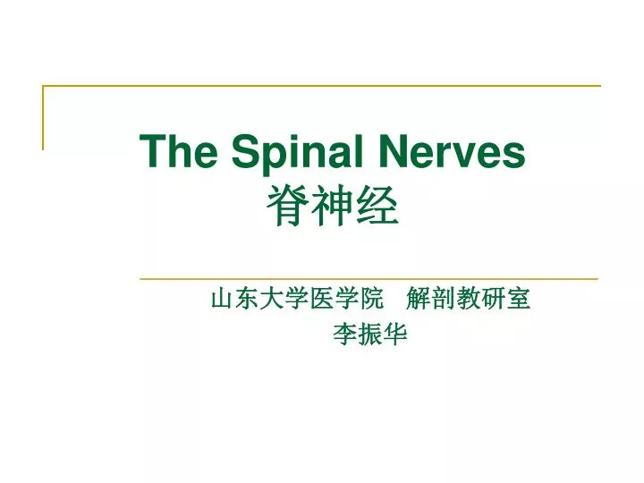 the spinal nerves