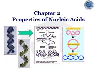 Chapter 2 Properties of Nucleic Acids