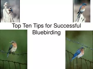 Top Ten Tips for Successful Bluebirding