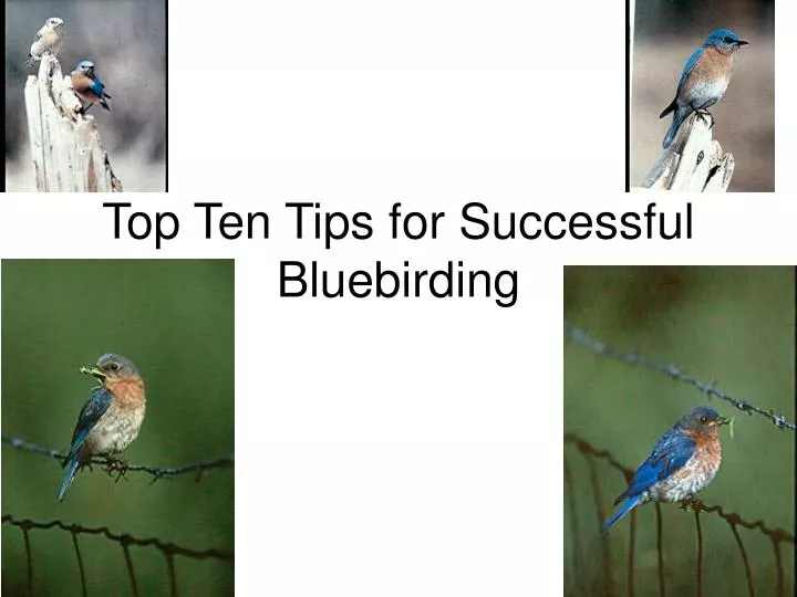 top ten tips for successful bluebirding