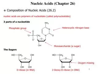 Nucleic Acids (Chapter 26)