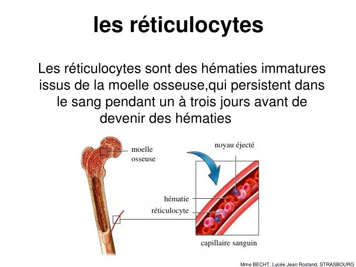 les r ticulocytes