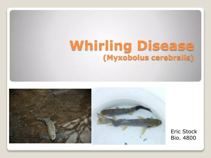 whirling disease myxobolus cerebralis