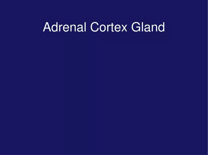 adrenal cortex gland