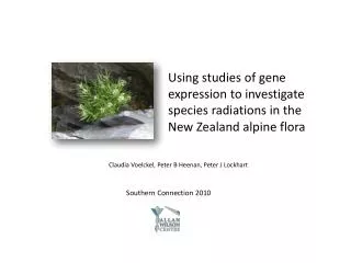 Using studies of gene expression to investigate species radiations in the New Zealand alpine flora