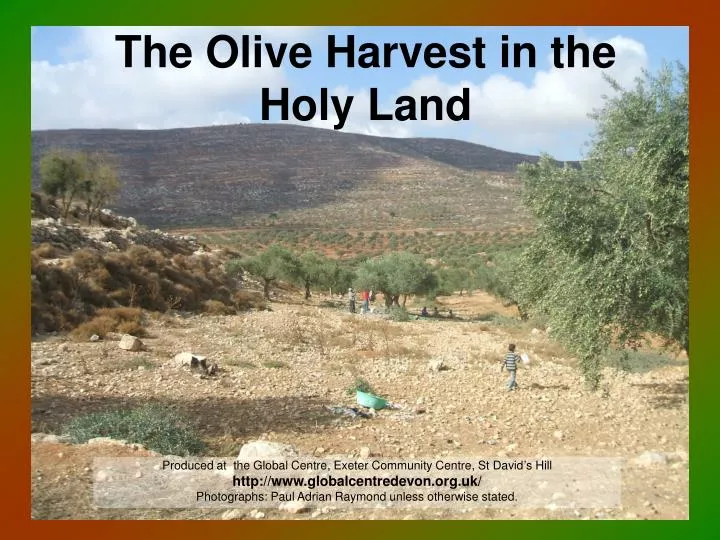 the olive harvest in the holy land