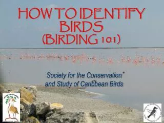HOW TO IDENTIFY BIRDS (BIRDING 101)