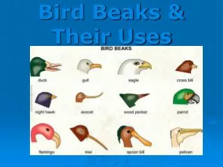 Bird Beaks &amp; Their Uses