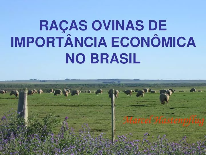 ra as ovinas de import ncia econ mica no brasil