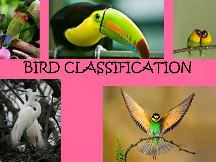 bird classification