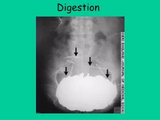 digestion