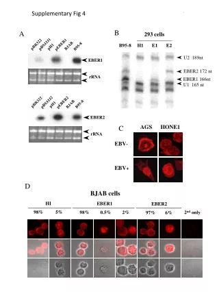 BJAB cells