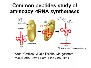 Common peptides study of aminoacyl-tRNA synthetases