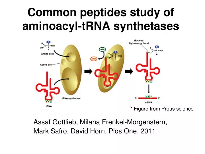 common peptides study of aminoacyl trna synthetases