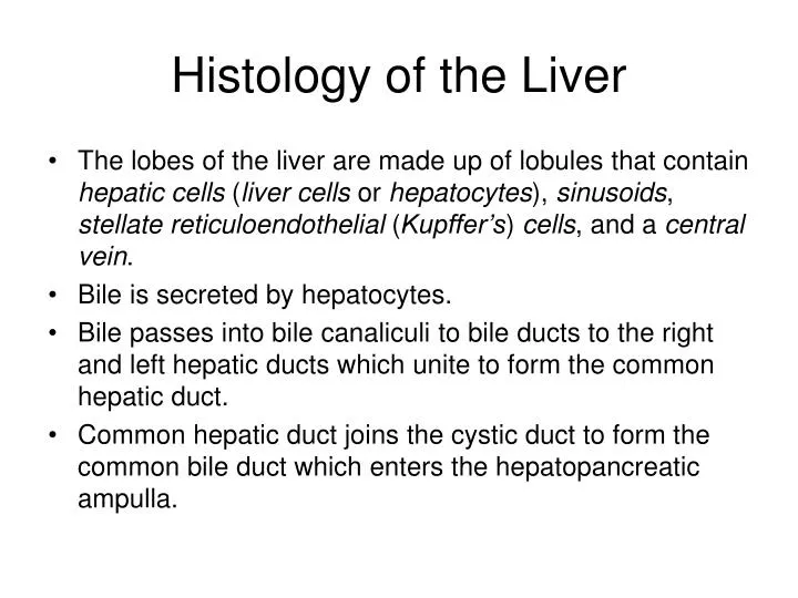 histology of the liver