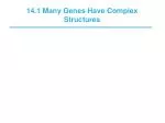 Understanding Gene Organization and mRNA Processing in Eukaryotes - slide 1