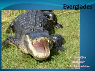 Everglades