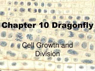 Chapter 10 Dragonfly