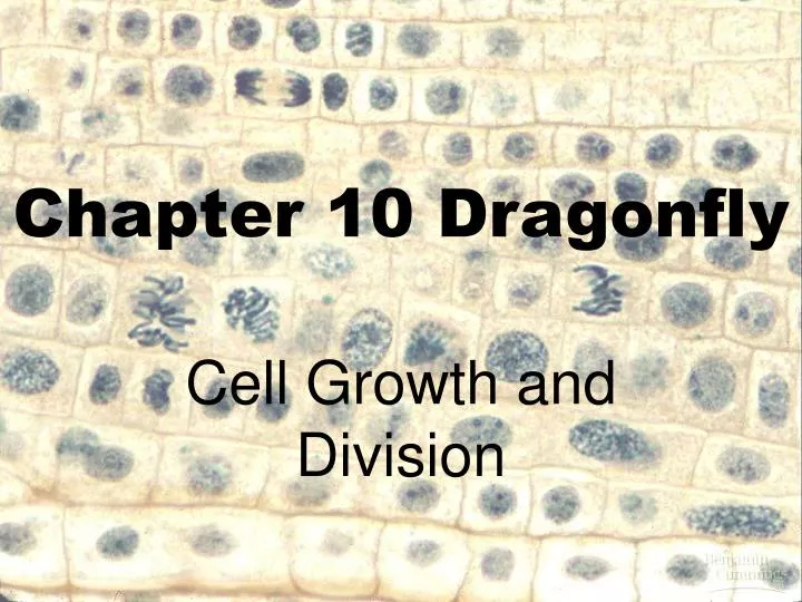 chapter 10 dragonfly