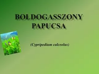 boldogasszony papucsa