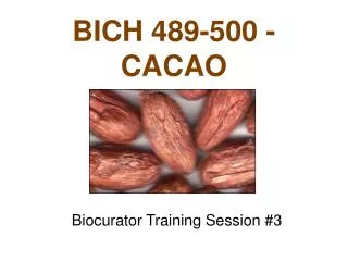 BICH 489-500 - CACAO