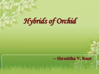 Hybrids of Orchid