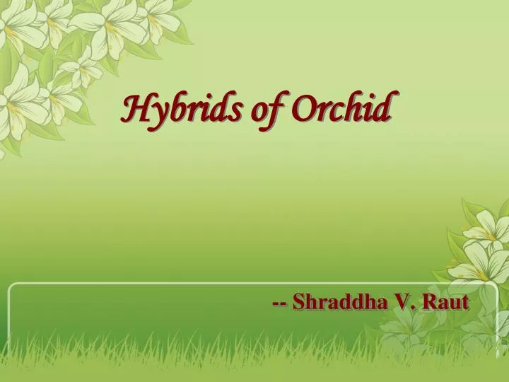 hybrids of orchid