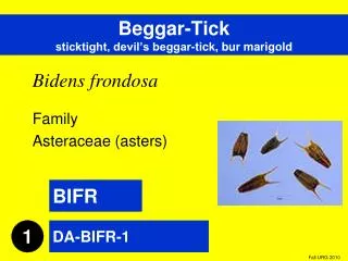 Beggar-Tick sticktight, devil’s beggar-tick, bur marigold