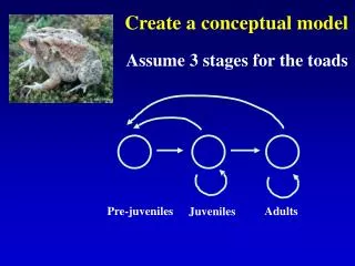Create a conceptual model