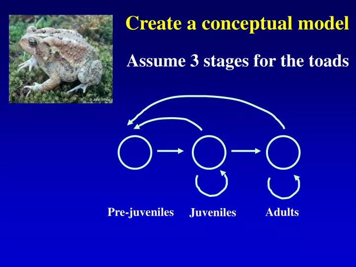 create a conceptual model