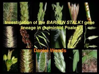 Investigation of the BARREN STALK1 gene lineage in graminoid Poales