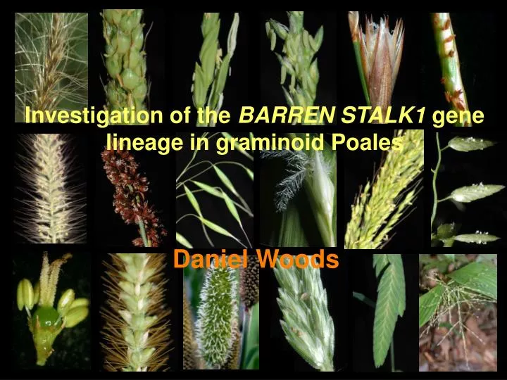 investigation of the barren stalk1 gene lineage in graminoid poales