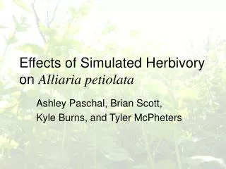 Effects of Simulated Herbivory on Alliaria petiolata