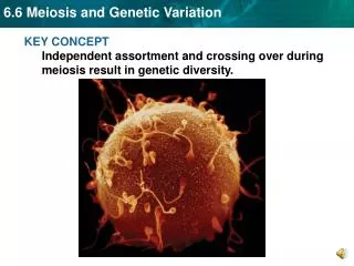 KEY CONCEPT Independent assortment and crossing over during meiosis result in genetic diversity.