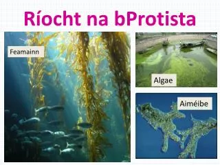 r ocht na bprotista