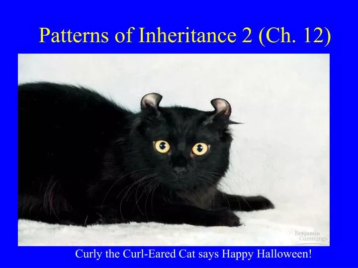 patterns of inheritance 2 ch 12