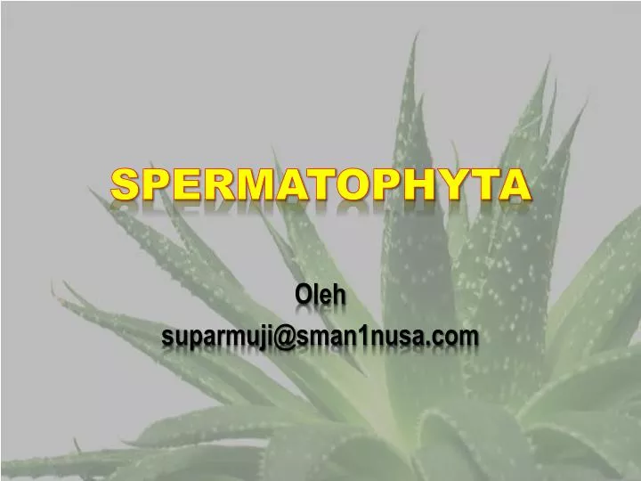 spermatophyta