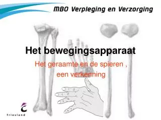 het bewegingsapparaat