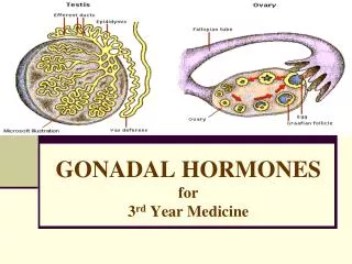 GONADAL HORMONES for 3 rd Year Medicine