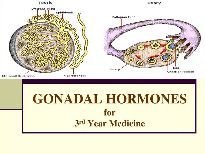 gonadal hormones for 3 rd year medicine