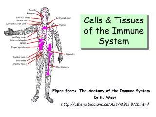 Cells &amp; Tissues of the Immune System