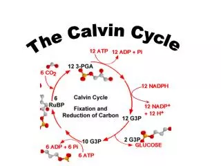 Ch 10 Notes (part 3): The Calvin Cycle