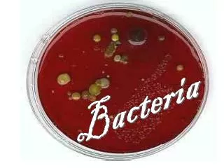 Bacteria