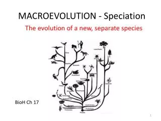 MACROEVOLUTION - Speciation