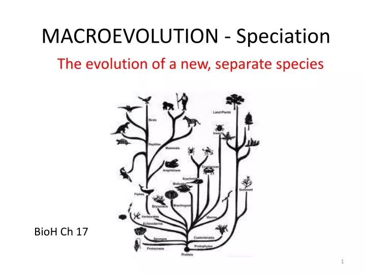 macroevolution speciation