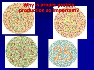 Why is proper protein production so important?