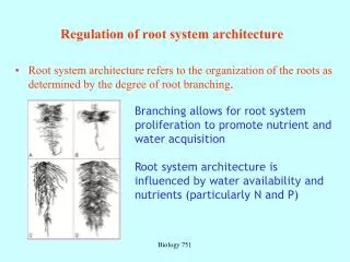 Regulation of root system architecture