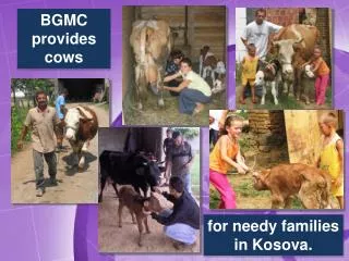 BGMC provides cows